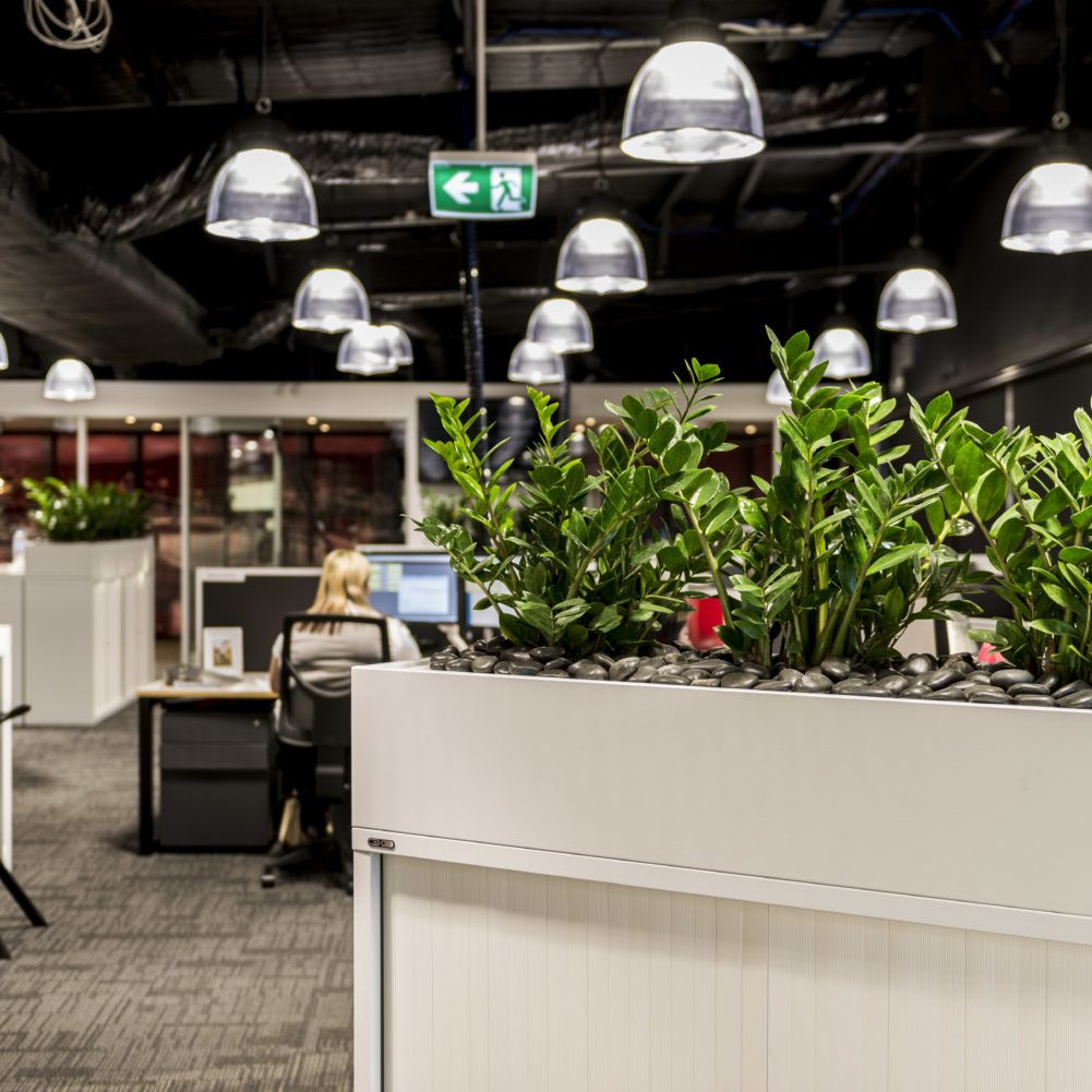 open plan office, biophillia, plants in office design