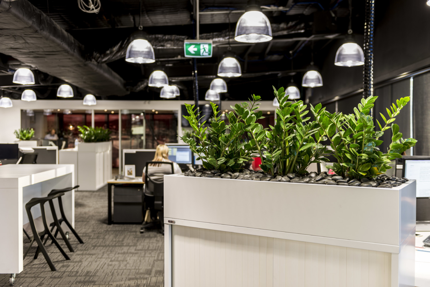 open plan office, biophillia, plants in office design